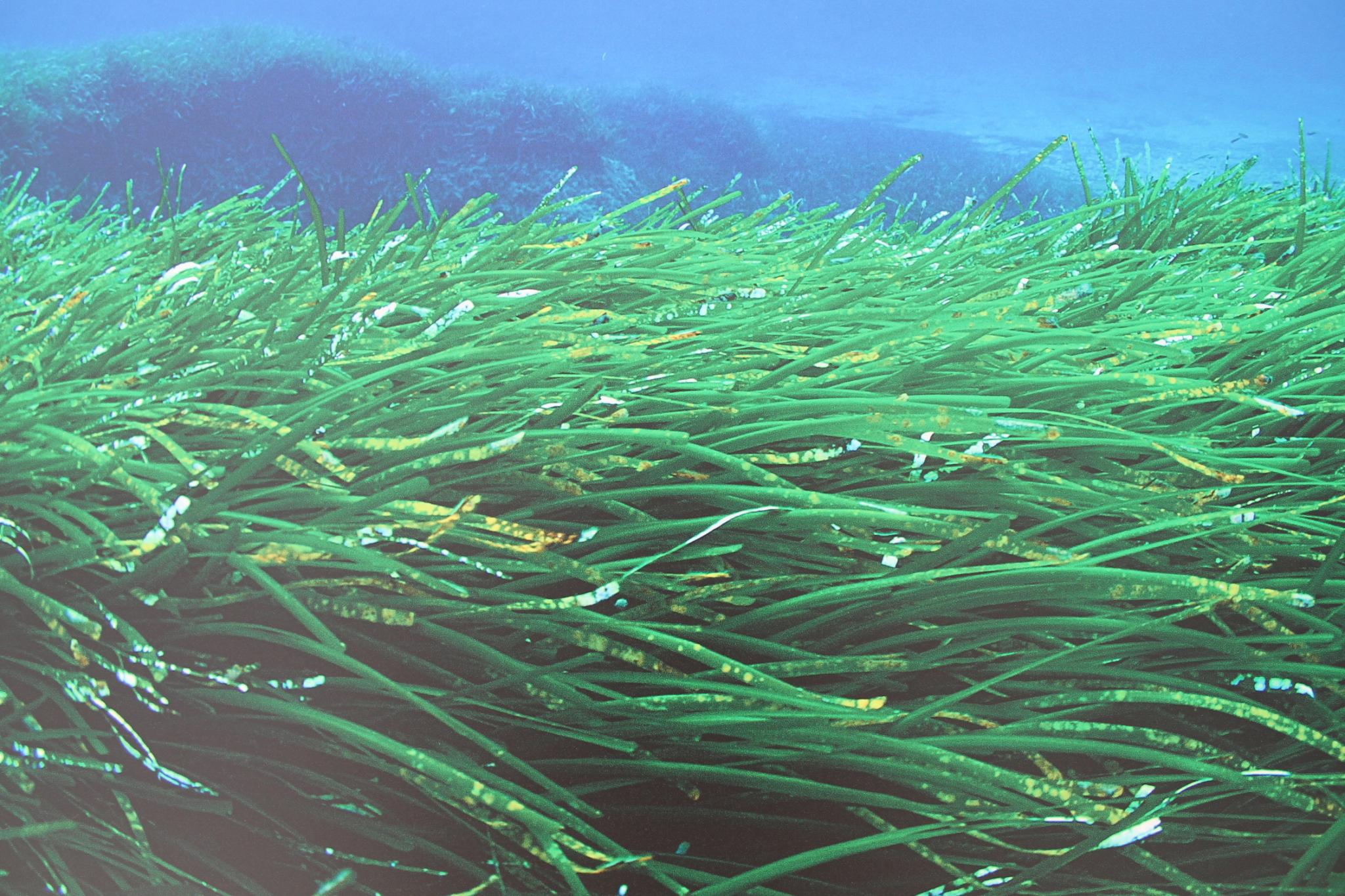 Бритья с морскими водорослями