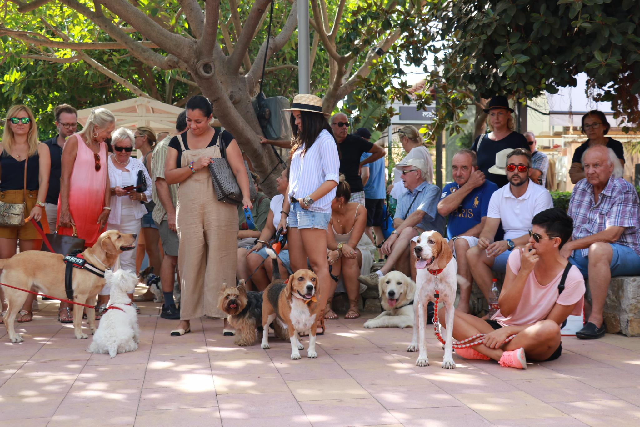 PUERTO PORTALS - Gran concurso canino en Puerto Portals.
